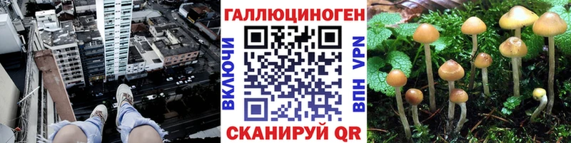 Купить где  Волчанск  Псилоцибиновые грибы Cubensis 